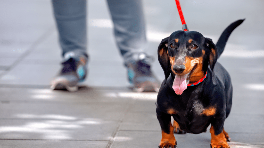 Como evitar que o cachorro urine no pneu?