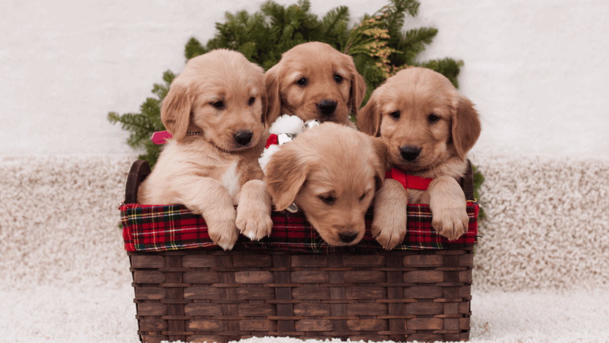 Por que o Golden Retriever é tão especial