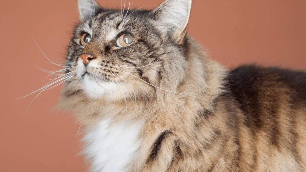 Quando um Gato Pode Ser Considerado Idoso