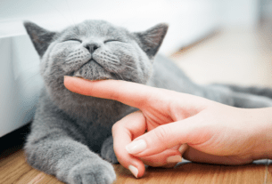 20 sinais Se seu gato sente saudades de você