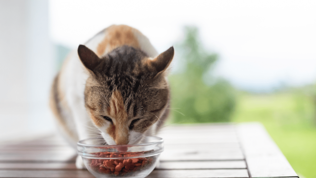 Por Que Gato Perde Tanto Pelo?