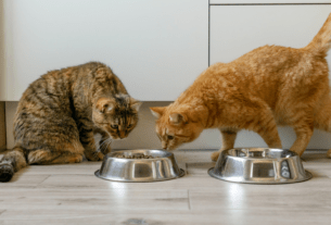 Por Que Gato Perde Tanto Pelo?