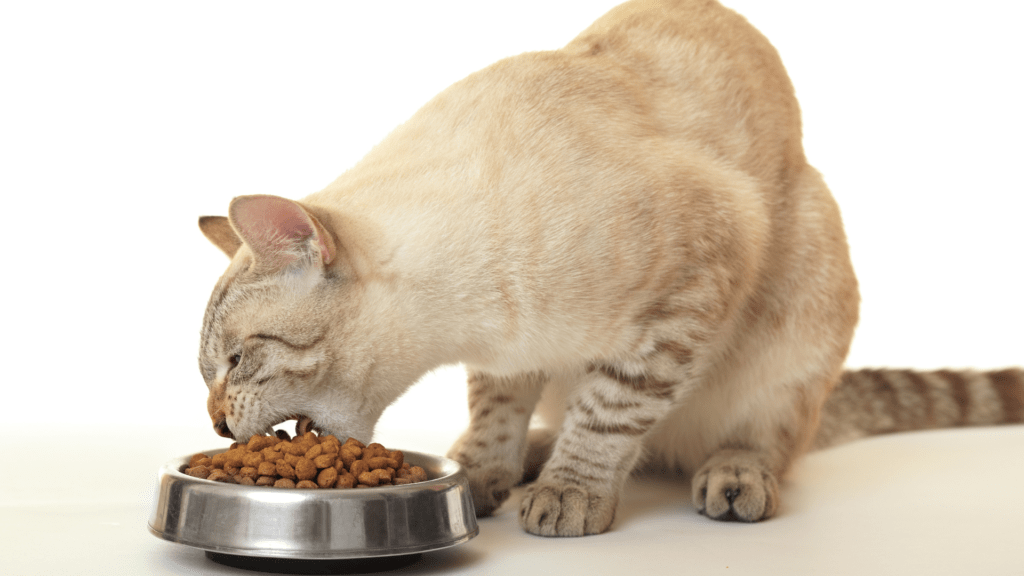 Qual a Melhor Ração para Não Cair Pelo de Gato?