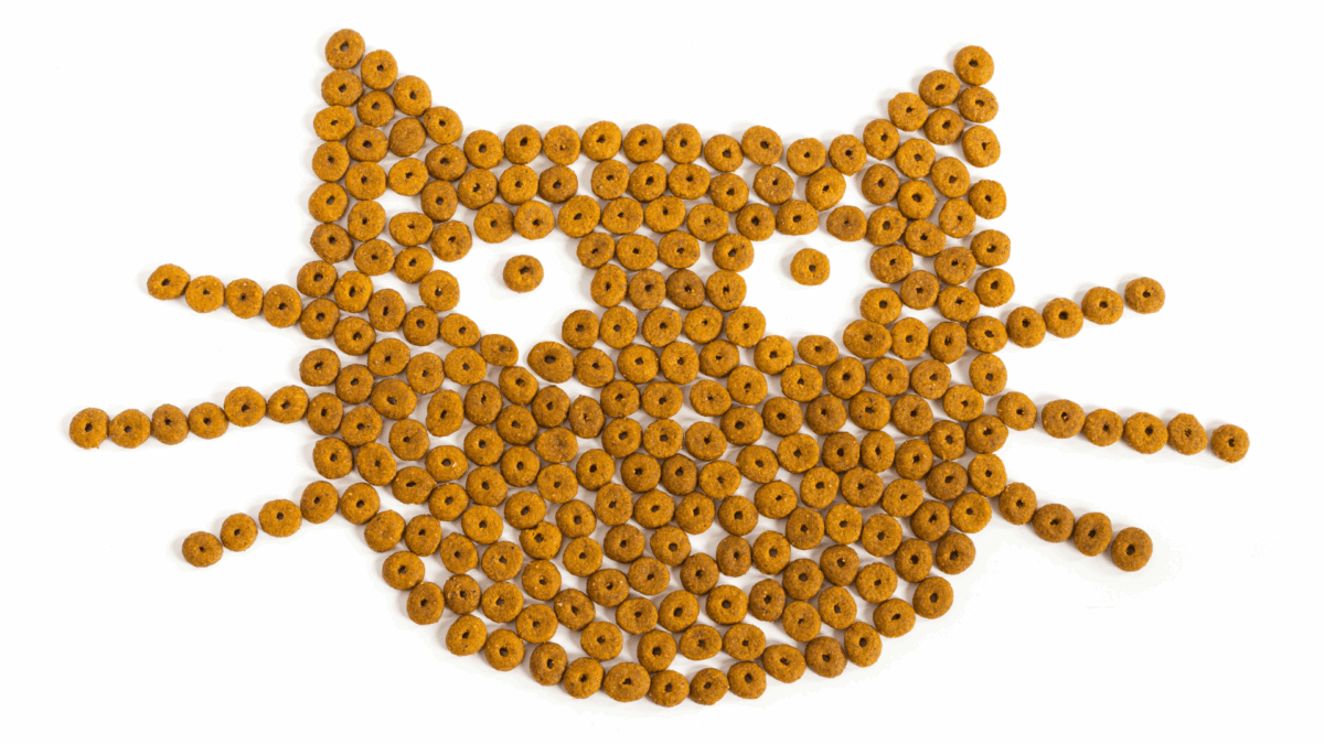 Qual a Melhor Ração para Não Cair Pelo de Gato