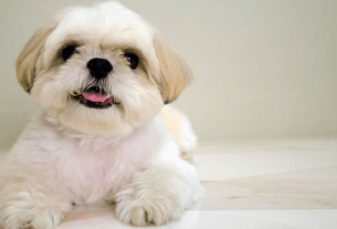 08 dicas fundamentais para Cuidar de um Shih Tzu