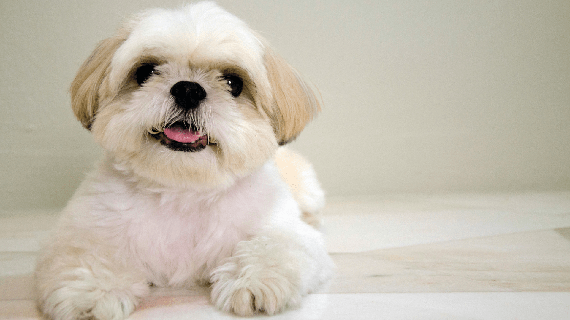 08 dicas fundamentais para Cuidar de um Shih Tzu