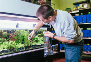 A Limpeza de aquário