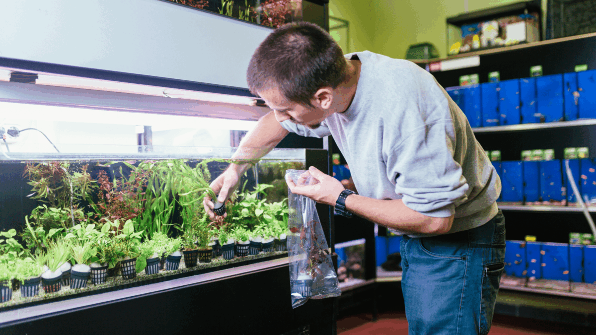 A Limpeza de aquário