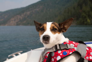 o Transporte de Animais na Travessia Salvador-Mar Grande