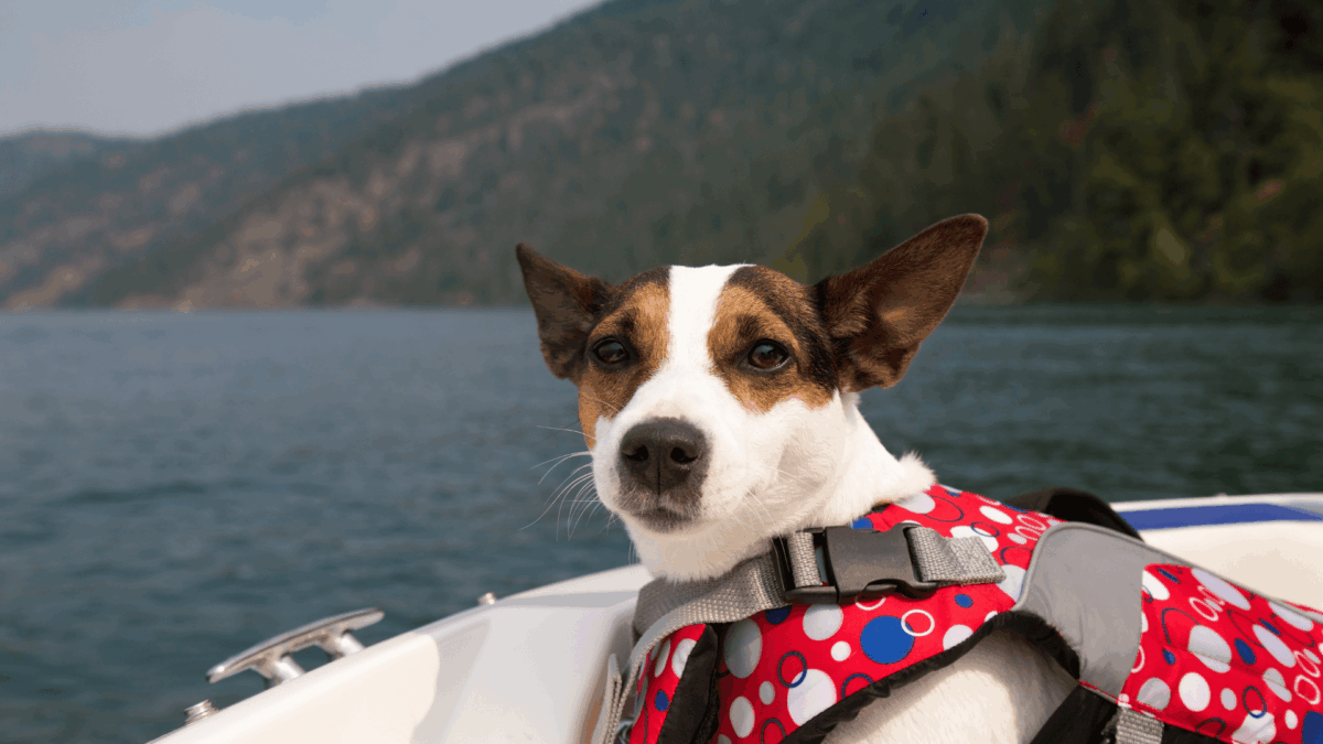 o Transporte de Animais na Travessia Salvador-Mar Grande