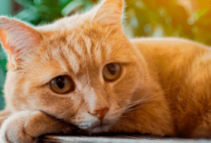 Você Realmente Cuida do Seu Gato