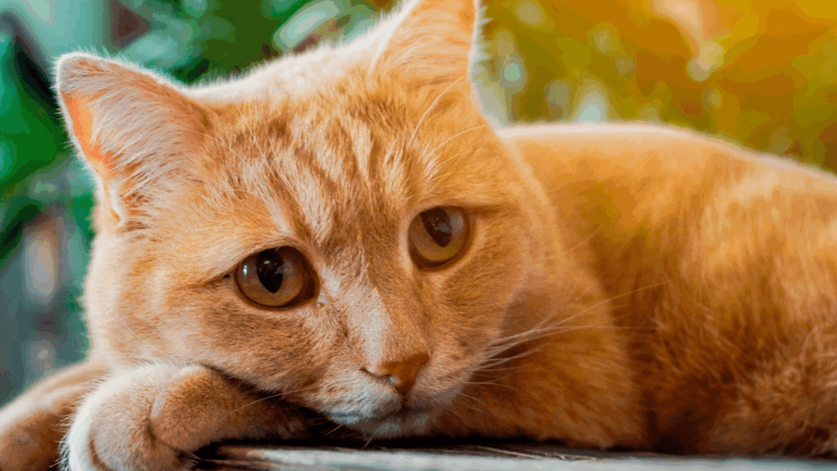 Você Realmente Cuida do Seu Gato