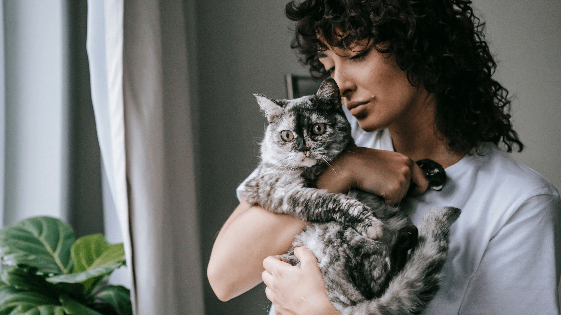 Como o gato diz eu te amo?