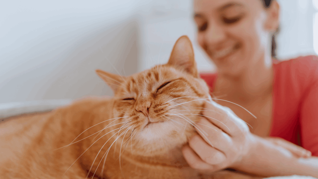 Sinais de Que Seu Gato Te Vê 