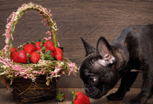 Cachorro pode comer morango do amor