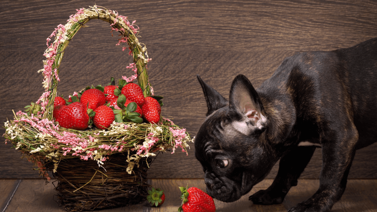 Cachorro pode comer morango do amor