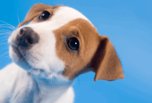 Tangerina do Amor – Pode Dar pro Seu Cachorro?