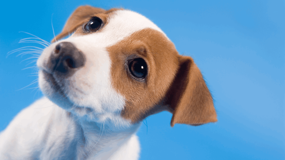 Tangerina do Amor – Pode Dar pro Seu Cachorro?