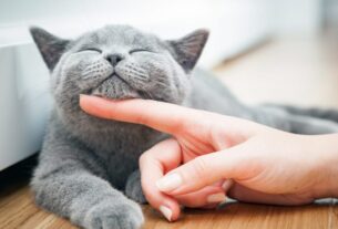 08 Curiosidades Sobre os Gatos