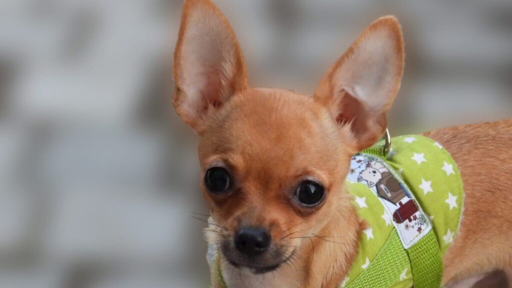 18 Cuidados com a Raça Pinscher