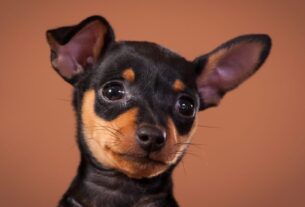 18 Cuidados com a Raça Pinscher