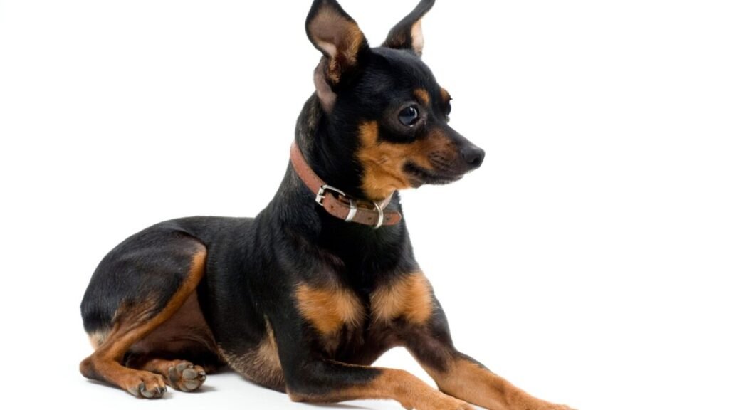 18 Cuidados com a Raça Pinscher