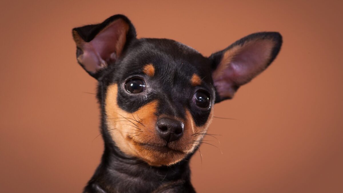 18 Cuidados com a Raça Pinscher