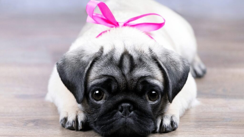 4 cuidados com cachorros braquicefálicos