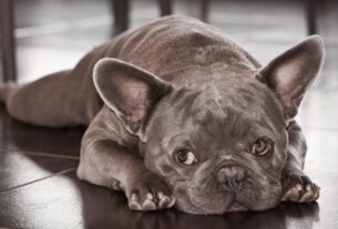 4 cuidados com cachorros braquicefálicos