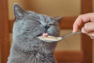 Escolha Sachê para o seu Gato em 12 Dicas 