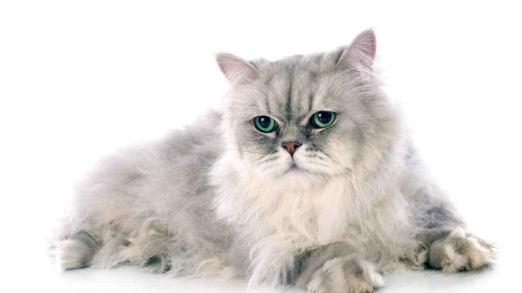 08 Diferenças Gatos Persa e Maine Coon