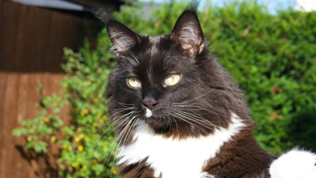 08 Diferenças Gatos Persa e Maine Coon