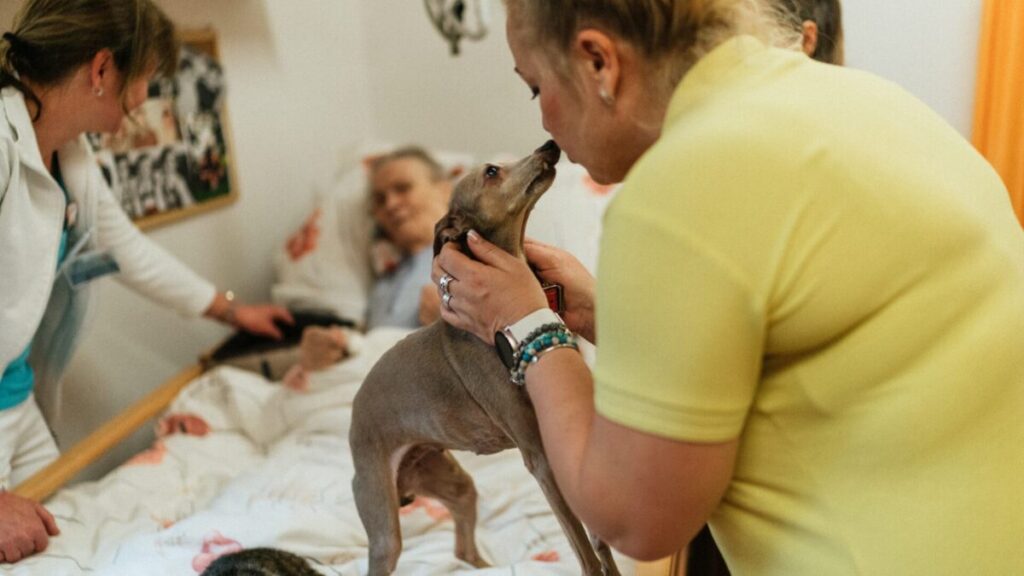 12 Dicas para Famílias que Pensam em Adotar um Pet