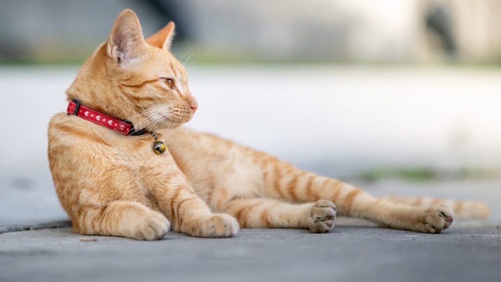 Como o Gato Fica Depois de Castrado?
