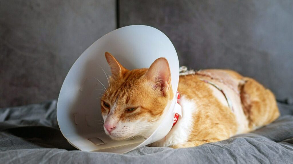 Como o Gato Fica Depois de Castrado