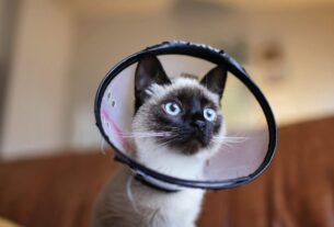 Como o Gato Fica Depois de Castrado?