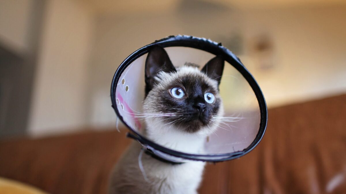 Como o Gato Fica Depois de Castrado?