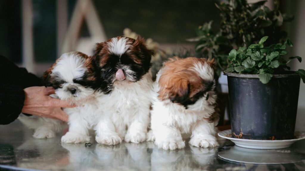 Cuidados Shih Tzu Tutores Precisam Saber 