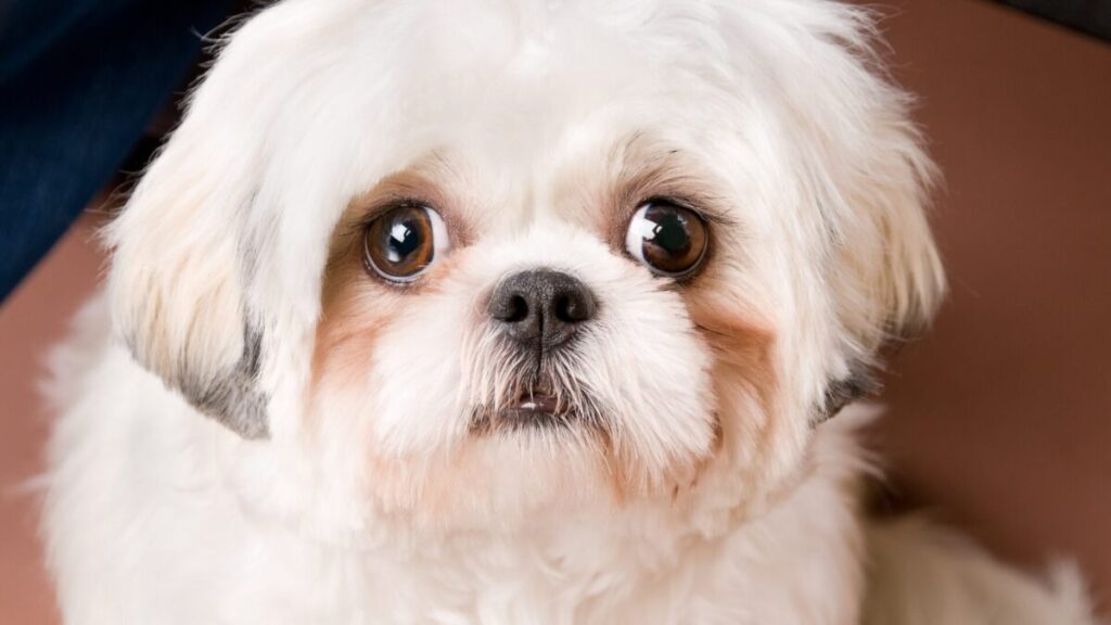 Cuidados Shih Tzu Tutores Precisam Saber