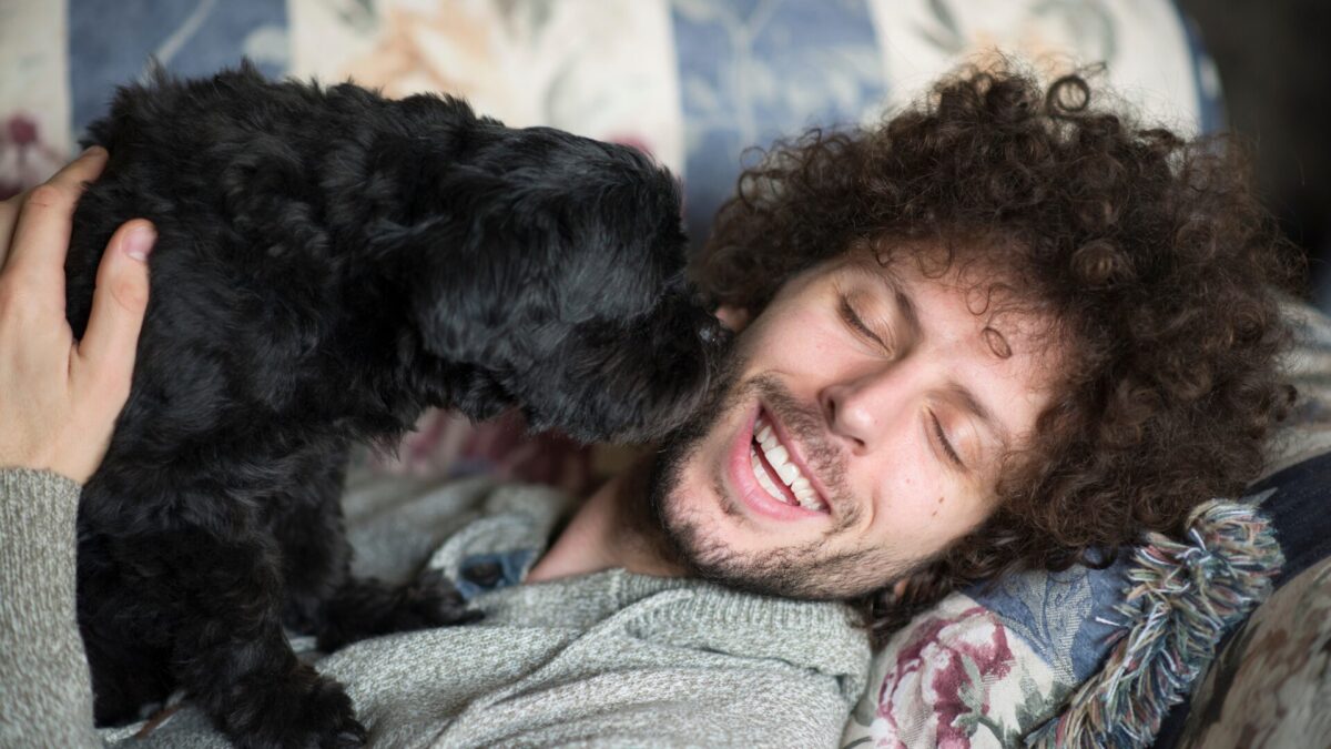 Cuidados Shih Tzu Tutores Precisam Saber