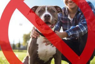 PROIBIR OS PITUBULS IMPEDE OS ACIDENTES