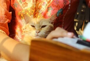 Fluffy ginger cat resting on vibrant embroidered fabric, enjoying sunlight indoors.