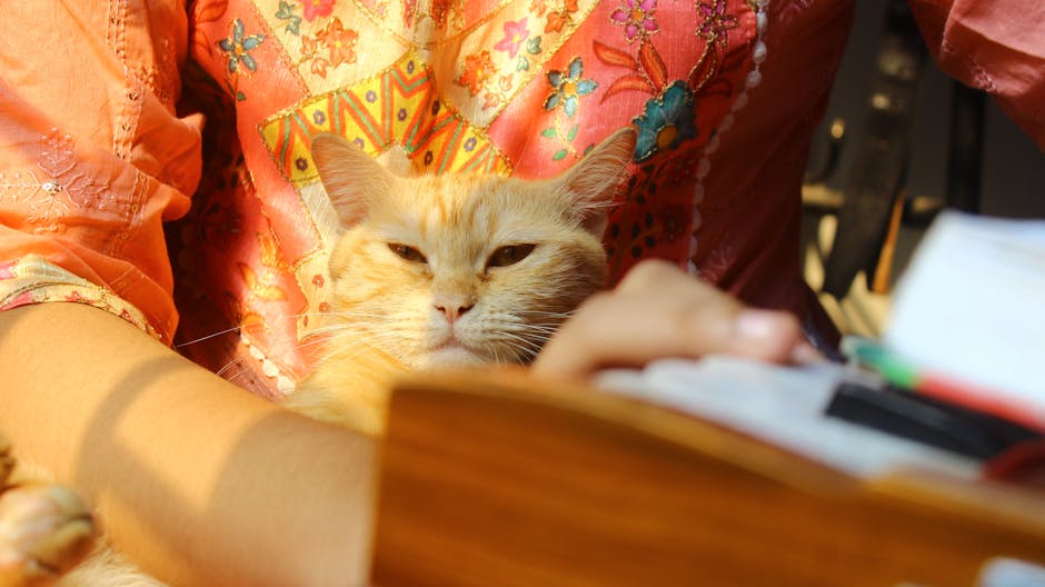 Fluffy ginger cat resting on vibrant embroidered fabric, enjoying sunlight indoors.