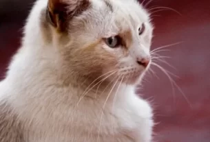 É bom ter gatos em casa