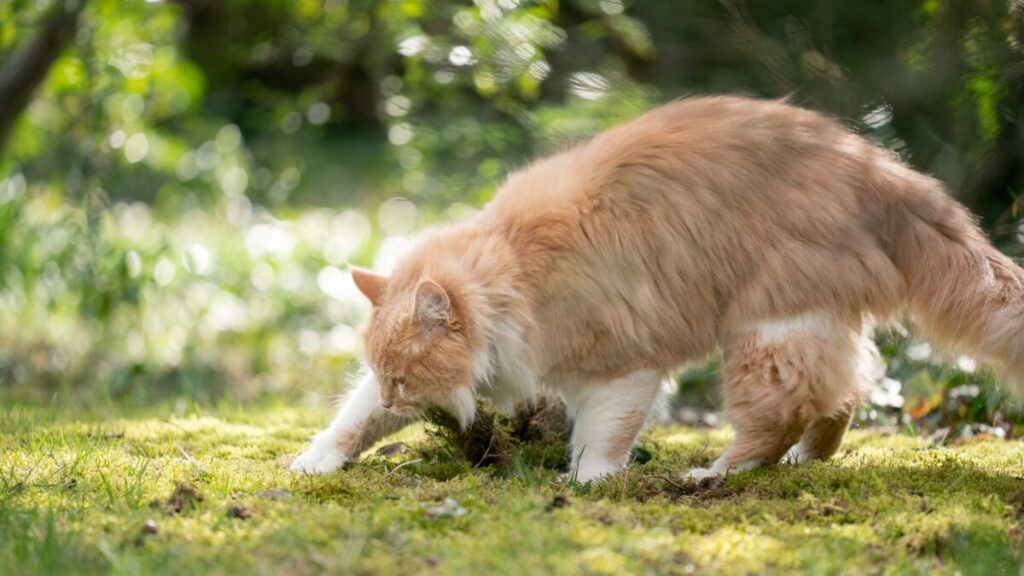 3 Motivos que Fazem os Gatos Enterrarem a Comida 