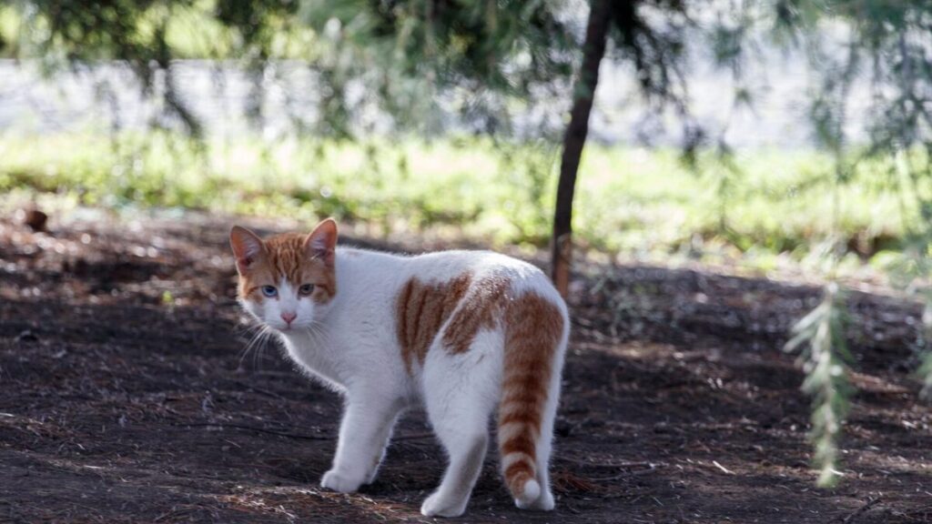 3 Motivos que Fazem os Gatos Enterrarem a Comida 