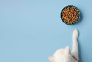 3 Motivos que Fazem os Gatos Enterrarem a Comida