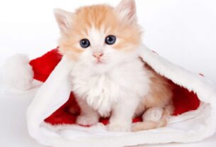 32 Razões Chocantes: Deus Colocou um Gato na nossa vida!