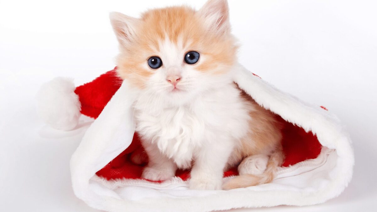 32 Razões Chocantes: Deus Colocou um Gato na nossa vida!