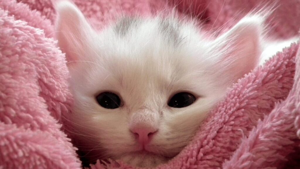 32 Razões Chocantes Deus Colocou um Gato na Sua Vida!